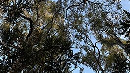 Trees against a blue sky