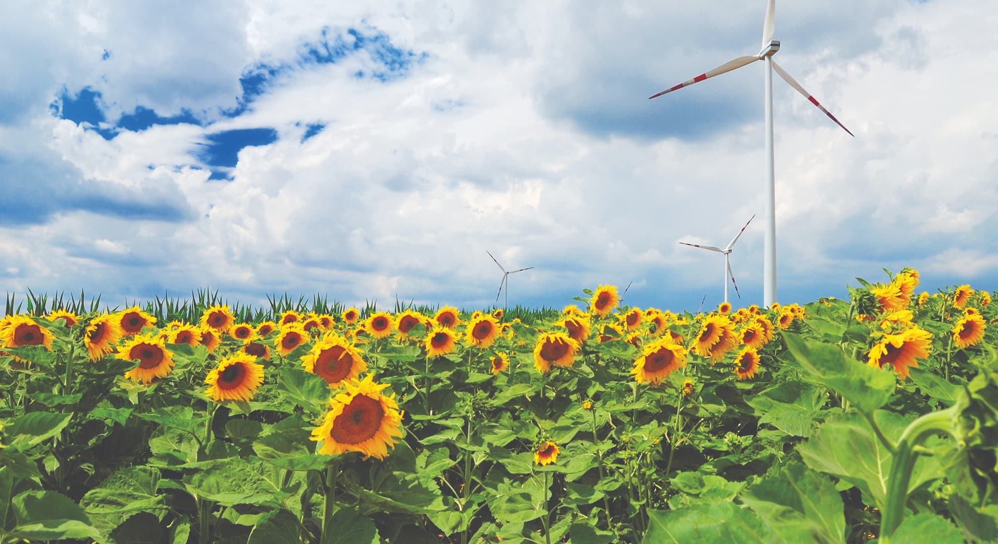 Wind turbines in a field of flowers