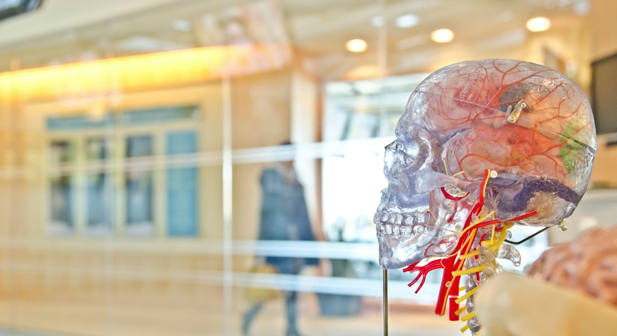 anatomical model of a clear skull in focus in foreground on right side with blurred background of open gallery space in light wood with blurred person moving in the background