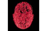 Red and black image of human brain