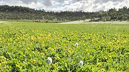 rolling green fields of crops