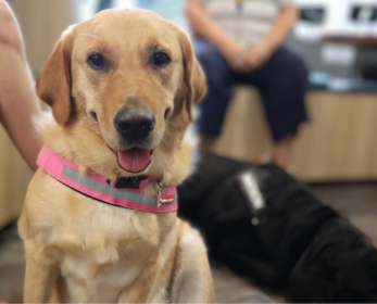 A golden retriever cross wearing a pink harness sits happily in the foreground, while a black Labrador rests in the background. The dogs are in an indoor setting with people nearby.