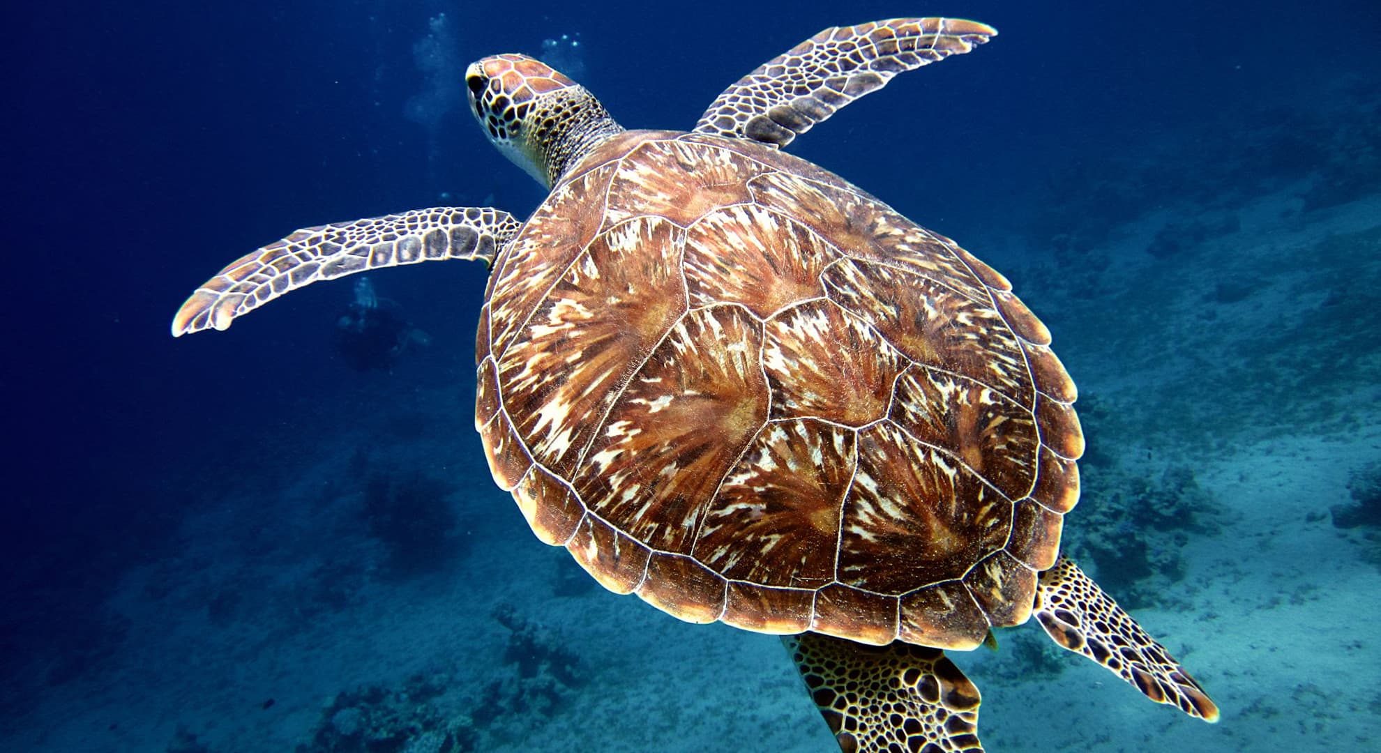 Sea turtle underwater