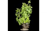 Photography of a green plant growing out of a pot shaped like a human face.