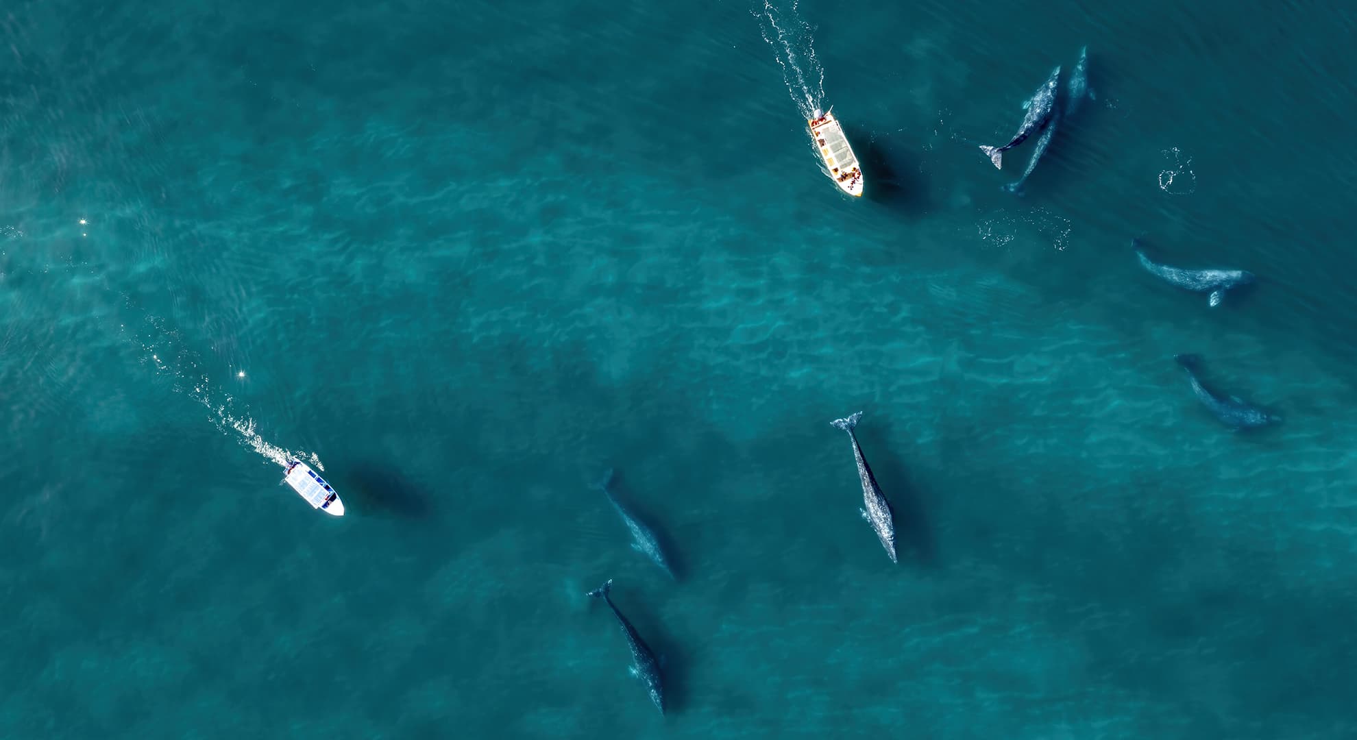 Aerial view of whales and boats in the ocean.