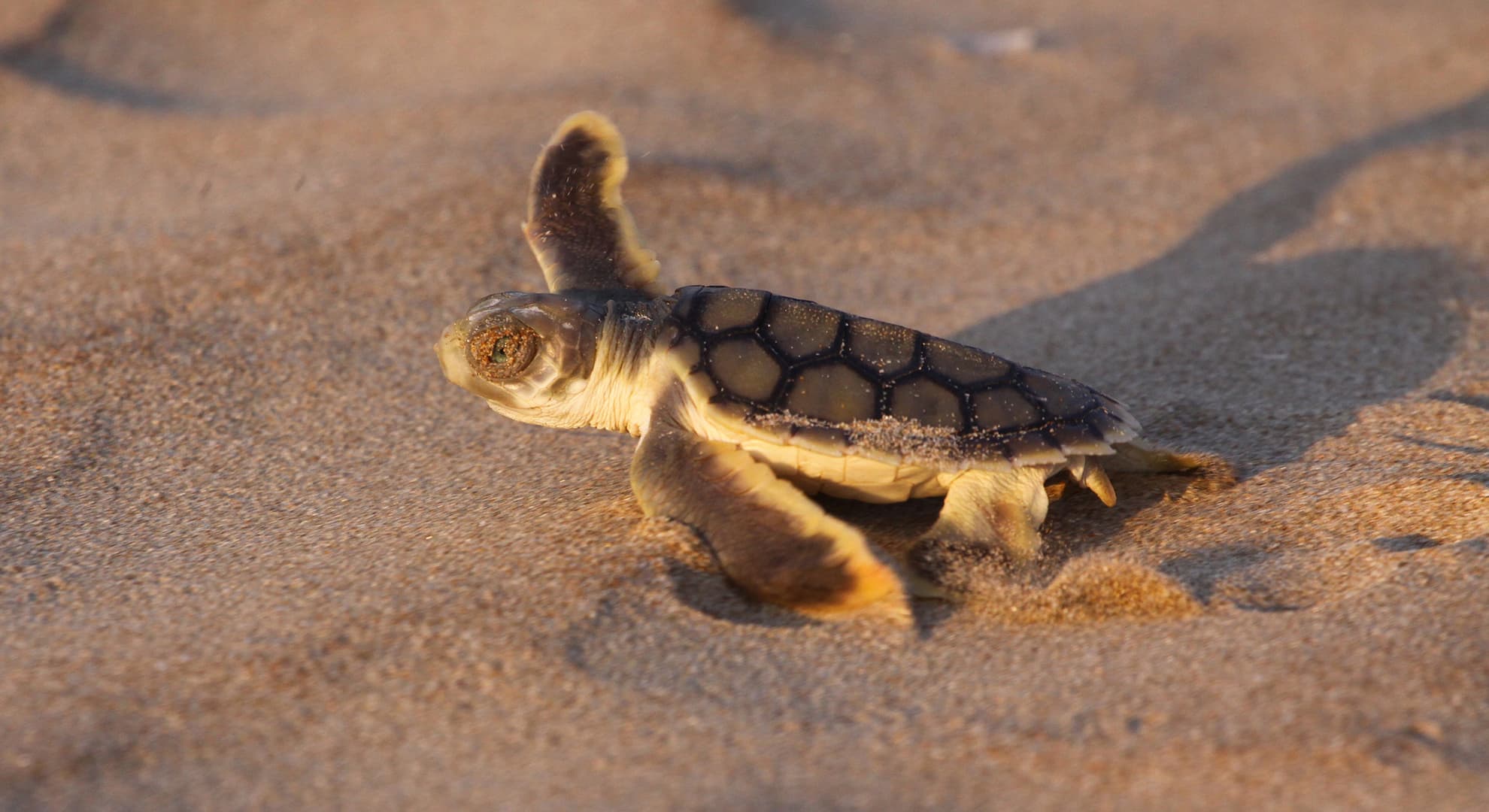 Sea turtle hatchling on sand.