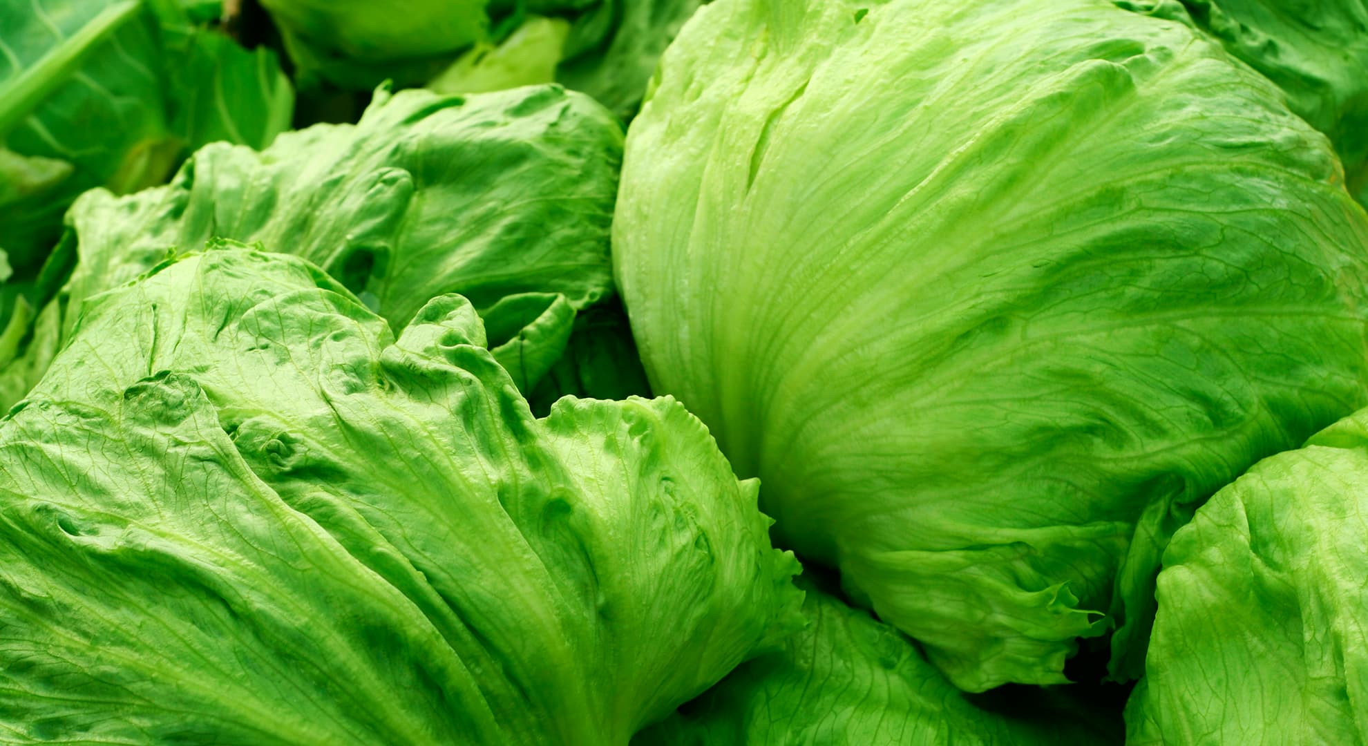 Image of iceberg lettuce.