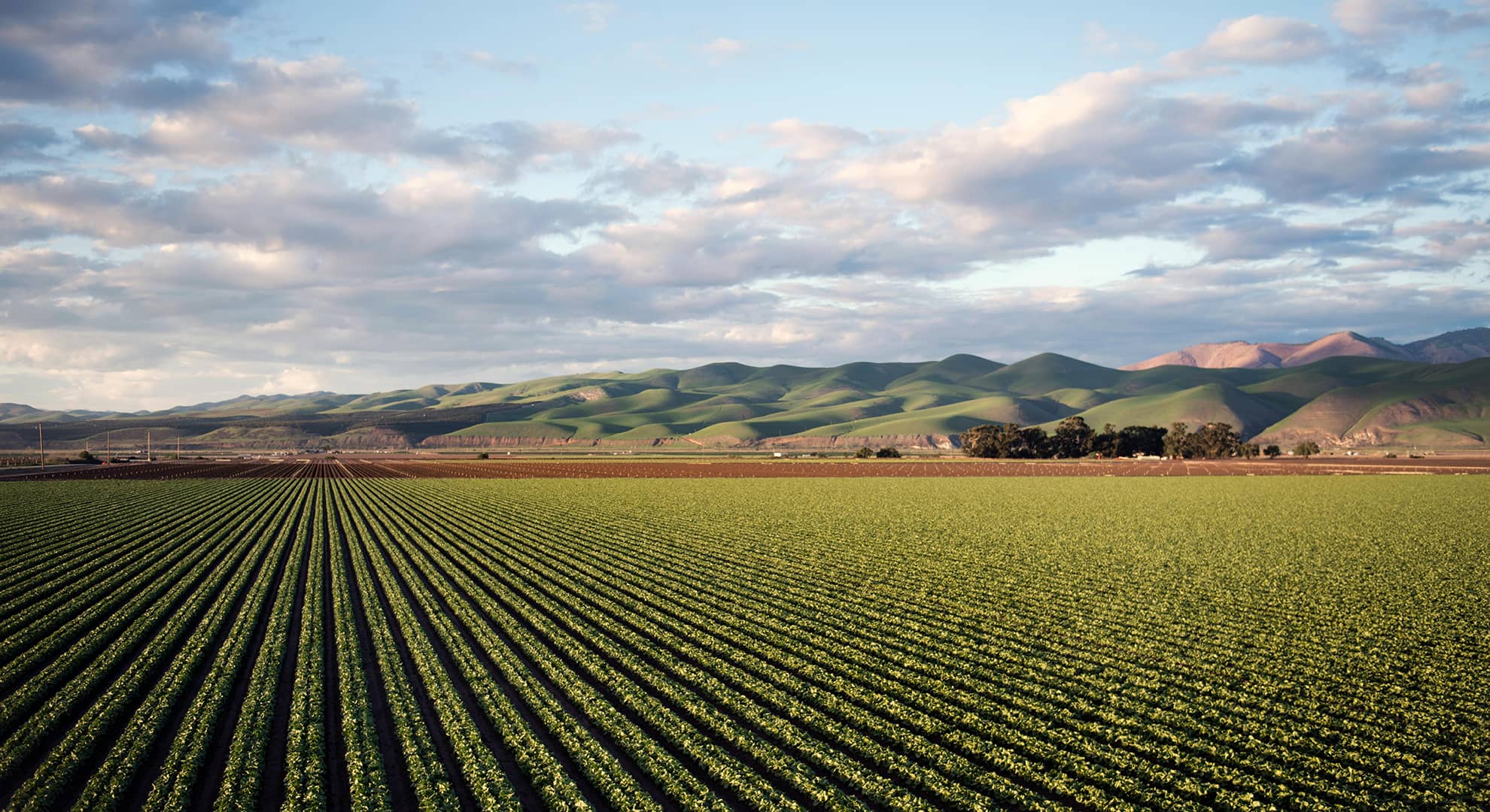 A field of planted crops, with mountains in the background.