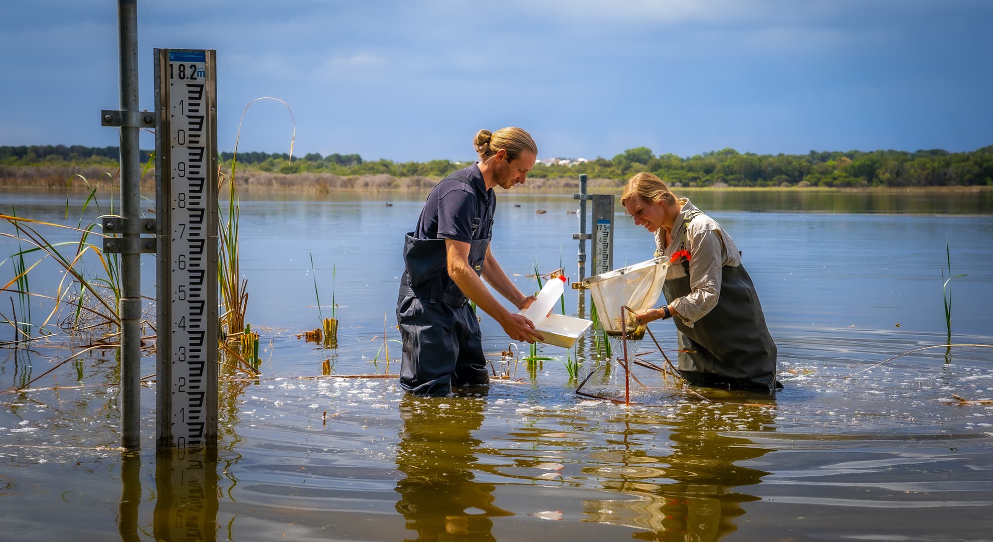 Two ECU researchers are knee-deep in a lake collecting specimens and samples for conversation and biodiversity research.