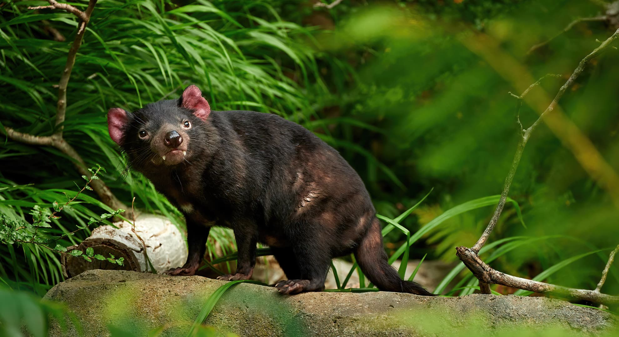 Tasmanian Devil in bush.