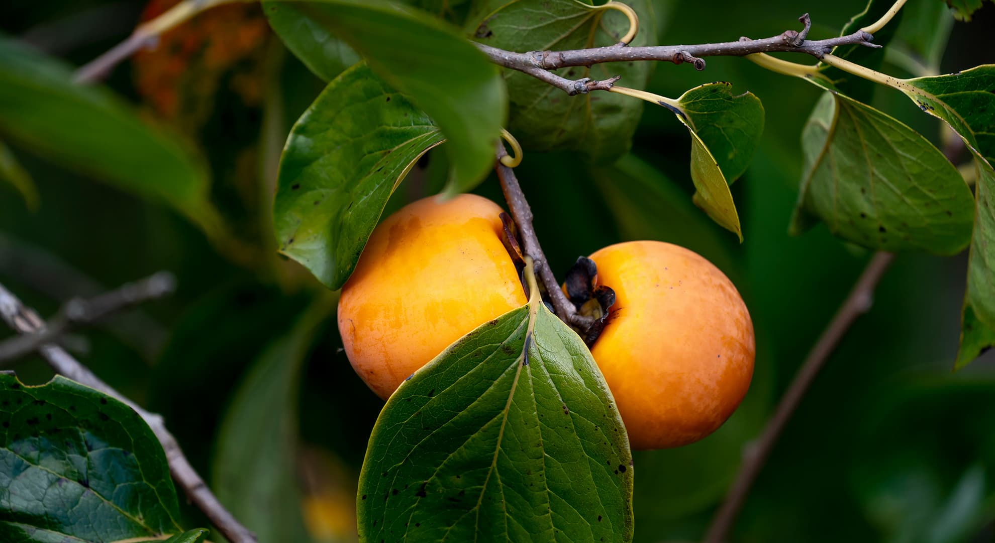 Yellow persimmons on branch.