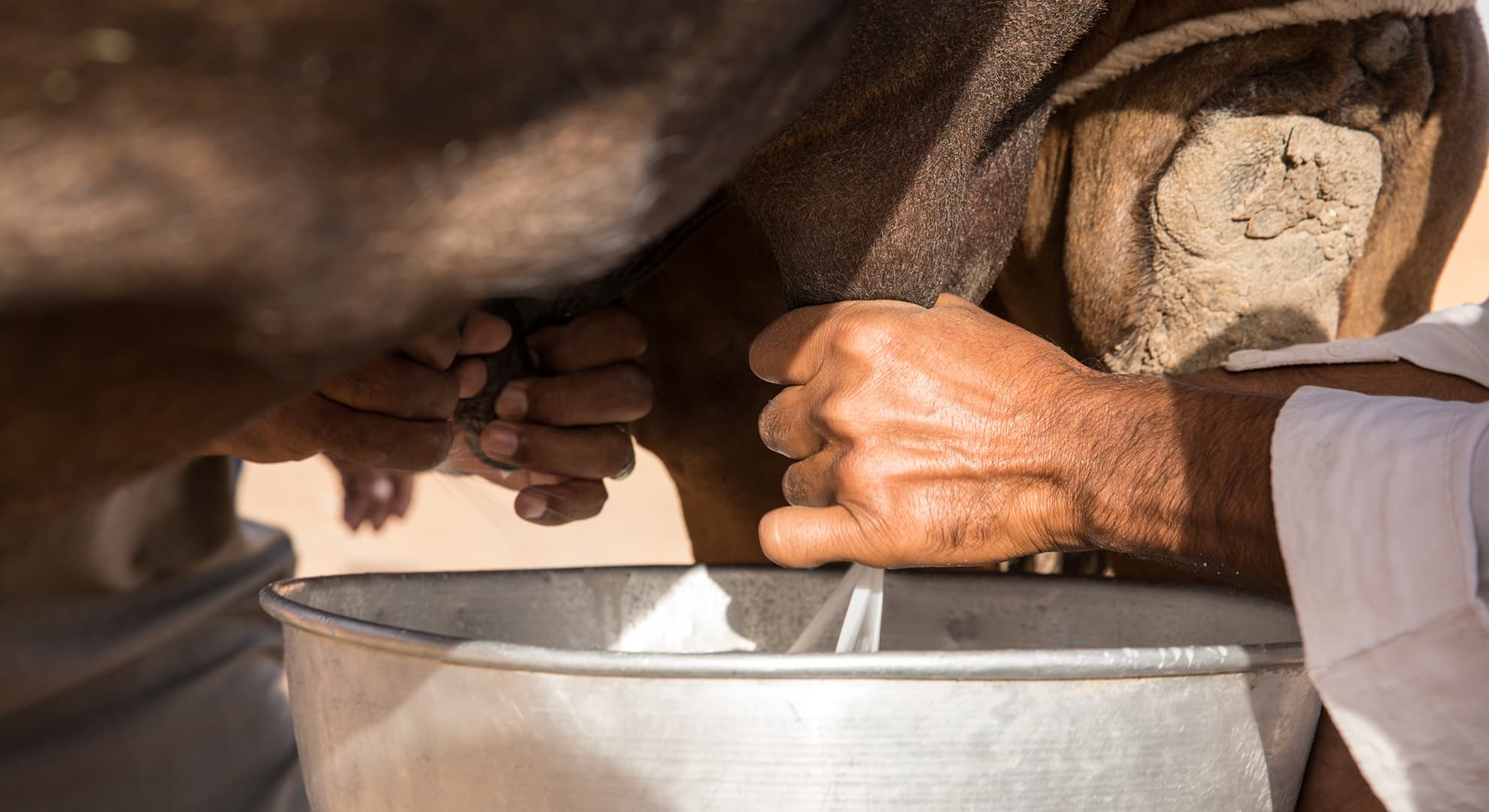 Hands milking a camel